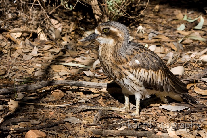 Larapinta_20080616_712 copy.jpg - Bush Stone-curlew  (Burhinus grallarius) , Alice Springs Desert Park